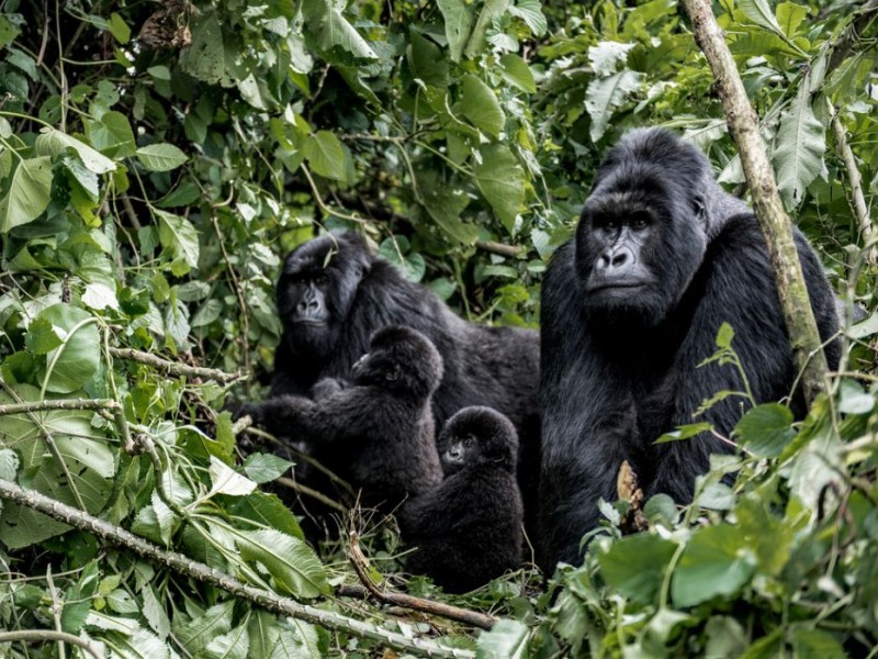 Uganda, Afrika gyöngyszeme