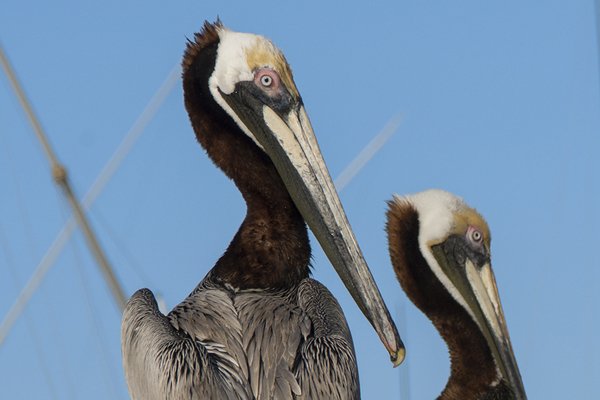 Nyugat-karibi barangolások - Norwegian Cruise Line