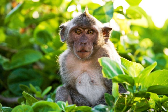 Jáva és Bali kombinált utazás: körutazás tengerparti nyaralással