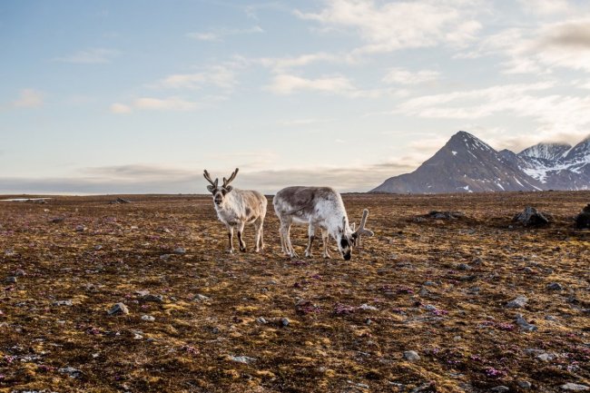 Spitzbergák - egyéni utazás a norvég sarkvidéken