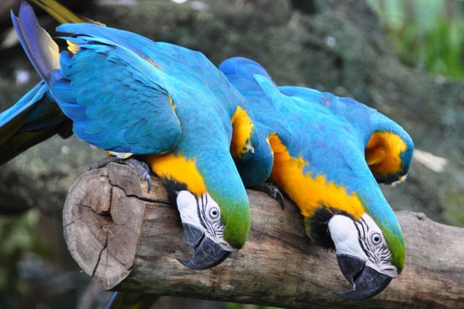 Szingapúr, Bangkok, Észak-Thaiföld - csoportos út tengerparti pihenéssel Krabin 2018.12.27-2019.01.07.