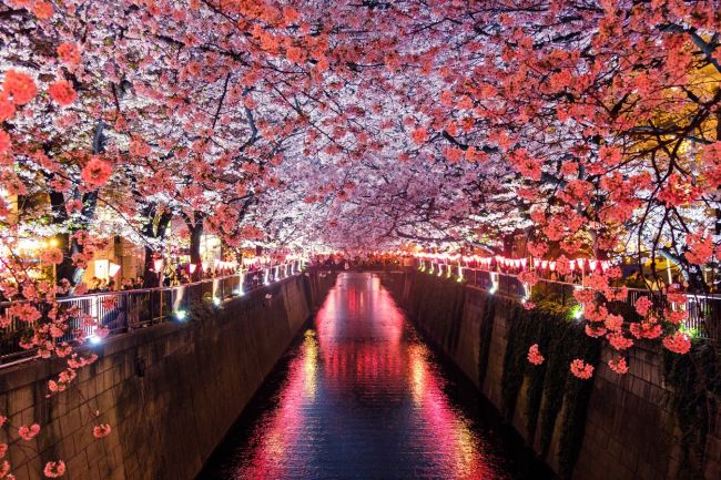 Sakura – japán körutazás cseresznyevirágzáskor - magyar idegenvezetéssel 4 időpontban