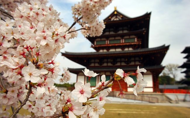 Sakura – japán körutazás cseresznyevirágzáskor - magyar idegenvezetéssel 4 időpontban