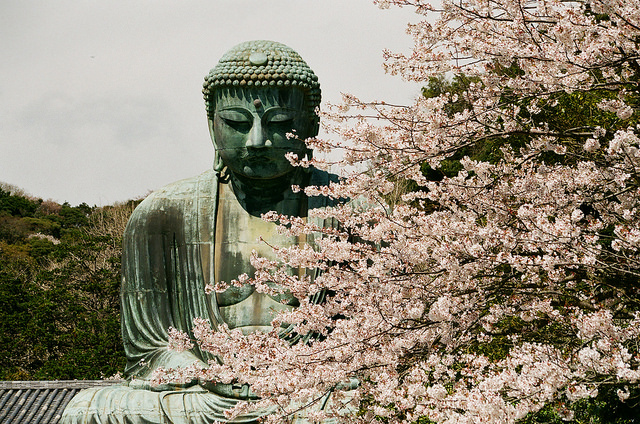 Sakura – japán körutazás cseresznyevirágzáskor - magyar idegenvezetéssel 4 időpontban