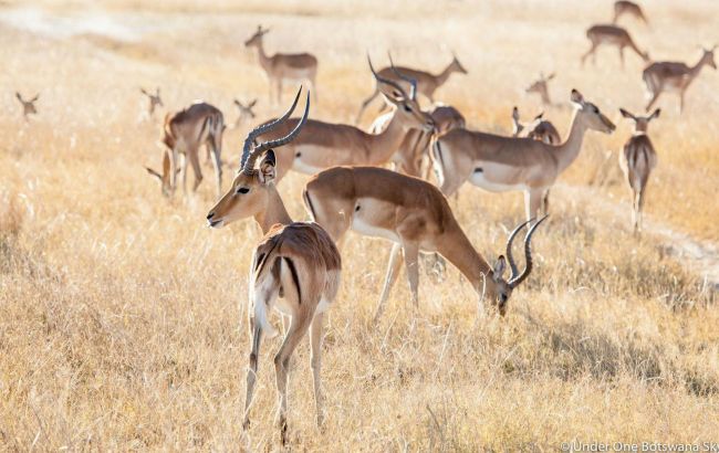 Botswana és a Viktória-vízesés 