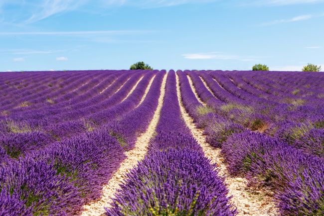 Provence-i levendulamező