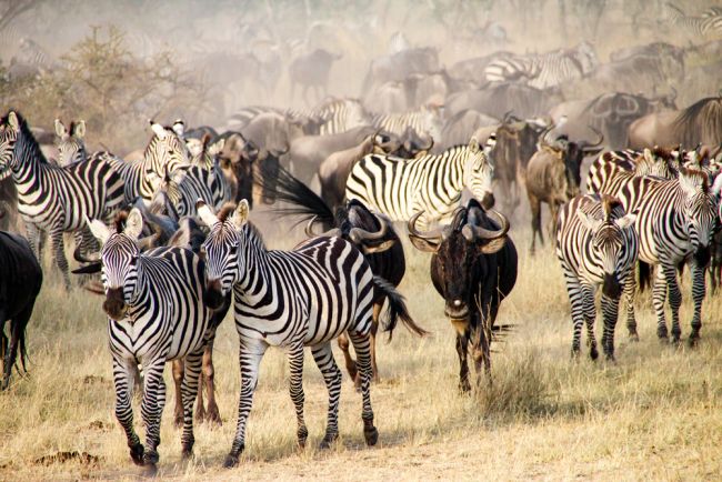 Egyéni vadles Tanzániában - Serengeti, Ngorongoro-kráter és a Manyara-tó