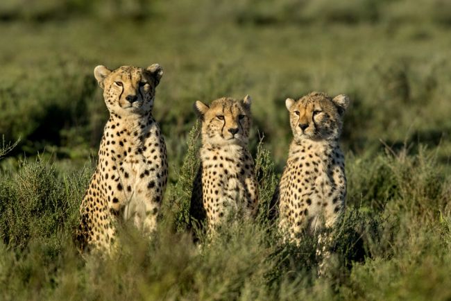 Egyéni vadles Tanzániában - Serengeti, Ngorongoro-kráter és a Manyara-tó
