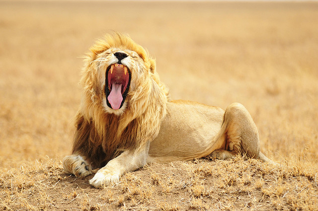Egyéni vadles Tanzániában - Serengeti, Ngorongoro-kráter és a Manyara-tó
