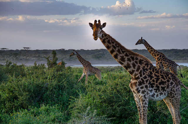 Egyéni vadles Tanzániában - Serengeti, Ngorongoro-kráter és a Manyara-tó