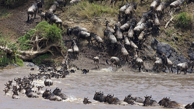 Egyéni vadles Tanzániában - Serengeti, Ngorongoro-kráter és a Manyara-tó