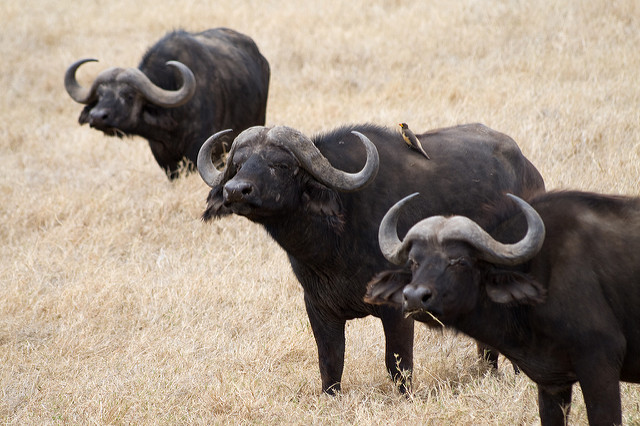 Egyéni vadles Tanzániában - Serengeti, Ngorongoro-kráter és a Manyara-tó