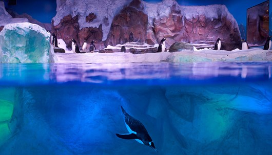 Legoland - Penguin bay