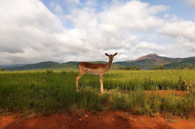 Dél-Afrika és Eswatini természeti kincsei - egyéni utazás 