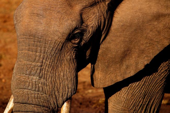 Dél-Afrika és Eswatini természeti kincsei - egyéni utazás 