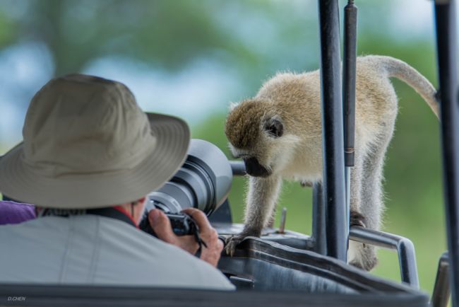 Afrikai szafari