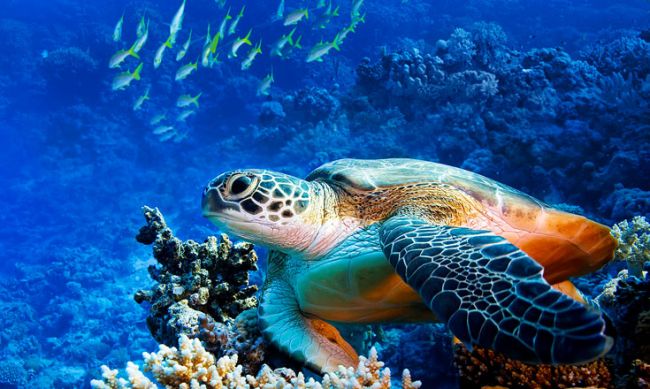 Nyaralás a mesés Zanzibáron magyar idegenvezetővel - Breezes Beach Club & Spa **** - 2021.03.24.-04.02.