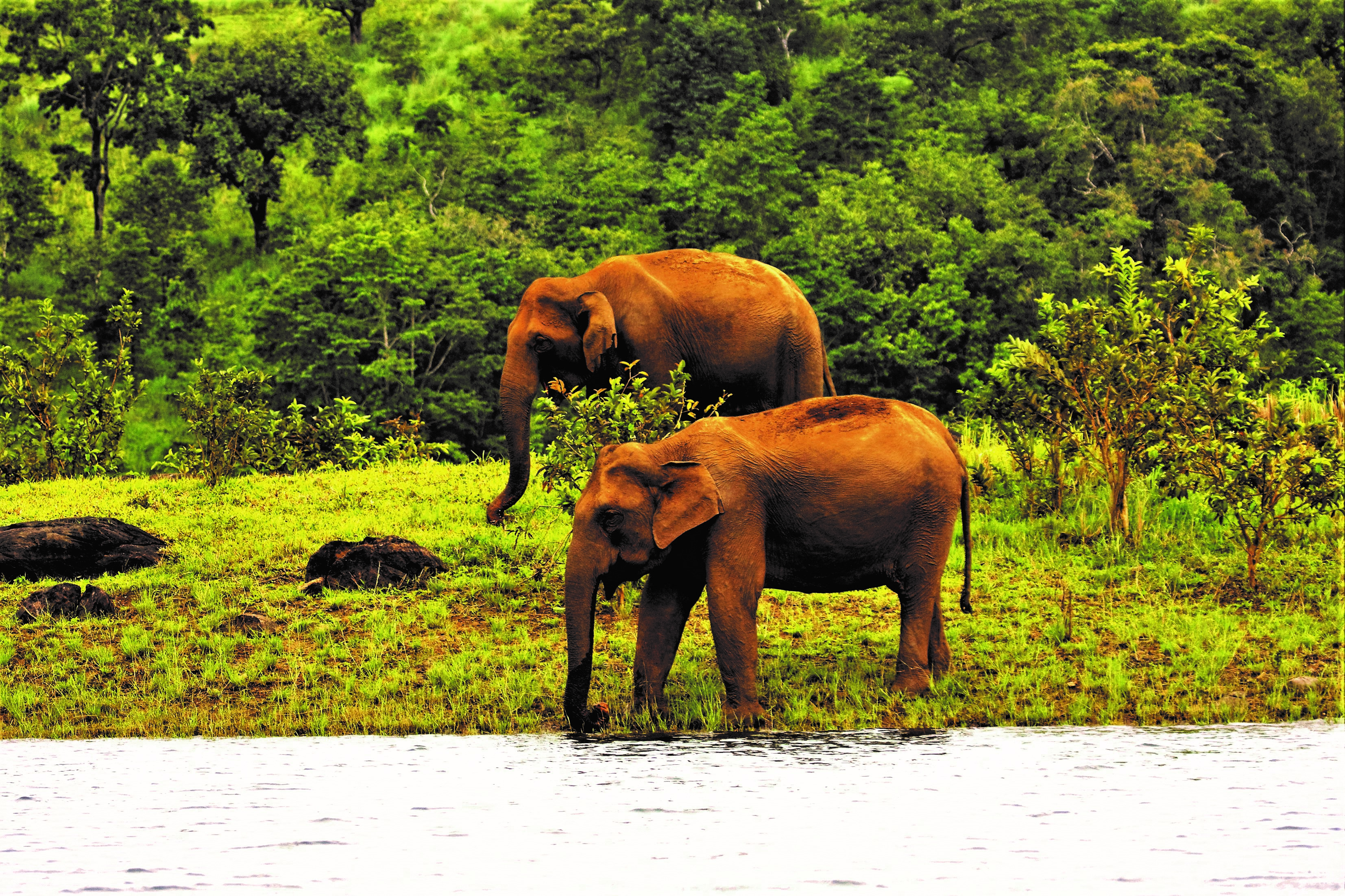 Periyar Nemzeti Park