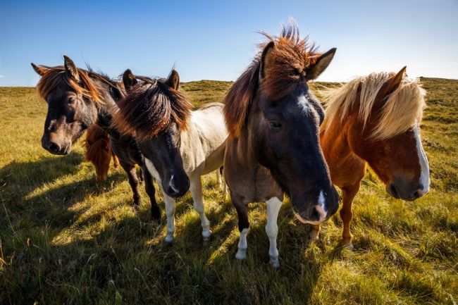 Izlandi csillagtúra a gejzírek és vulkánok szigetén a tavaszi szünetben 2024.04.01-06.