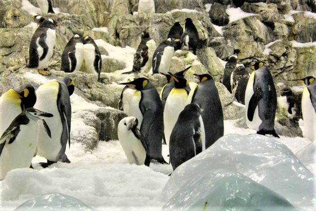 Loro park