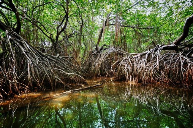 mangrove erdők