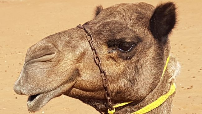 Oázisok, hegyek és sivatagok - csoportos körutazás Ománban - 2026.01.19-26.