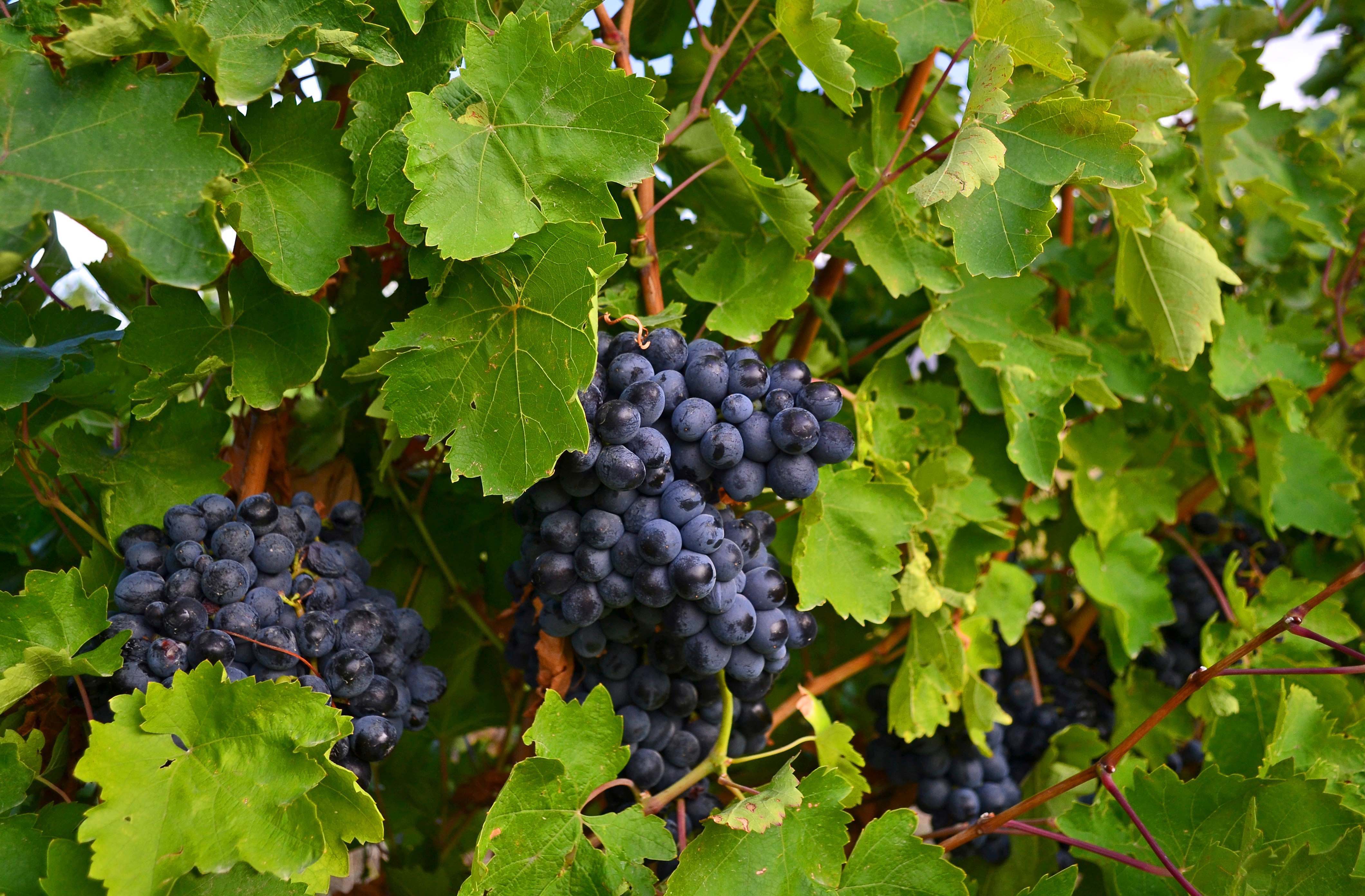 Szőlő egy örmény borászatban