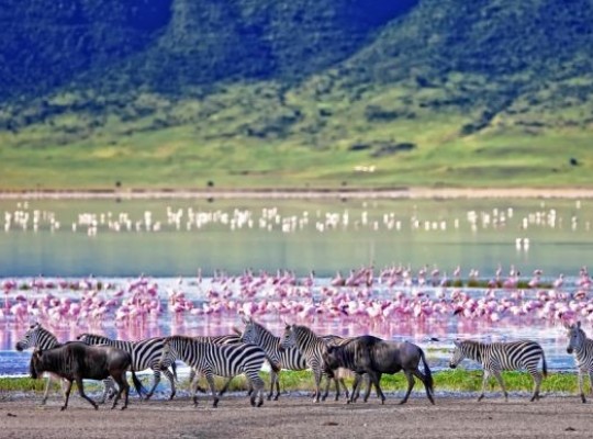 Szafari Észak-Tanzánia nemzeti parkjaiban és nyaralás a mesés Zanzibáron 2026.02.19.-03.02. Csoportos utazások, Téli csoportos utak, Tavaszi csoportos utak, Csoportos felfedezőutak, Csoportos egzotikus utak, Különleges ajánlatok, Gasztrotúrák, Felfedezőutak, Afrika, Tanzánia