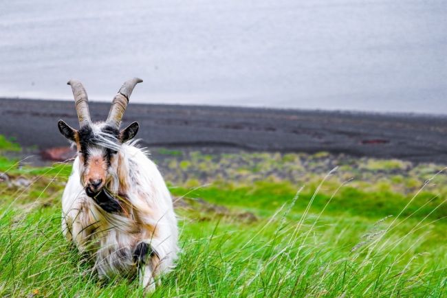 Izlandi kiscsoportos csillagtúra a gejzírek és a vulkánok földjén magyar idegenvezetéssel 2026.04.18-21.