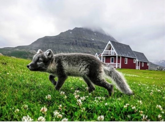Izlandi csillagtúra a gejzírek és vulkánok szigetén magyar idegenvezetéssel  2026.08.20-25. Csoportos utazások, Nyári csoportos utak, Csoportos felfedezőutak, Csoportos hosszú hétvégék, Skandináv utak, Észak-Európa, Izland, , , , 