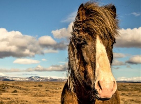 Nagy izlandi körutazás – csoportos utazás magyar idegenvezetéssel 2026.06.30.-07.07. Csoportos utazások, Nyári csoportos utak, Csoportos felfedezőutak, Skandináv utak, Különleges ajánlatok, Felfedezőutak, Észak-Európa, Izland, , , , , 