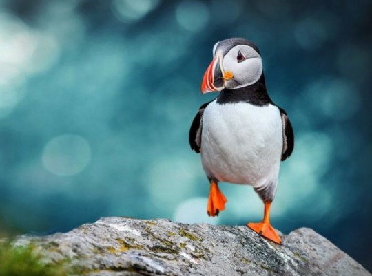 Nagy izlandi körutazás – csoportos utazás magyar idegenvezetéssel 2026.07.21-28. Csoportos utazások, Nyári csoportos utak, Csoportos felfedezőutak, Skandináv utak, Különleges ajánlatok, Felfedezőutak, Észak-Európa, Izland, , , , , 