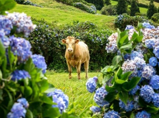 A varázslatos Azori-szigetek - csoportos körutazás magyar idegenvezetéssel 2026.07.18-25. Csoportos utazások, Nyári csoportos utak, Csoportos felfedezőutak, Csoportos egzotikus utak, Különleges ajánlatok, Gasztrotúrák, Felfedezőutak, Dél-Európa, Portugália, Azori-szigetek