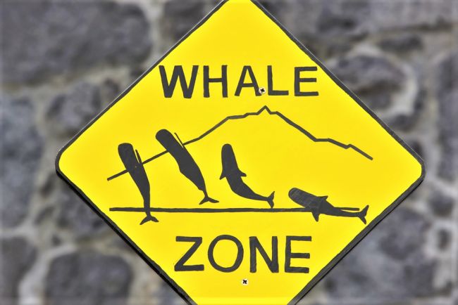 vigyázat, bálna!