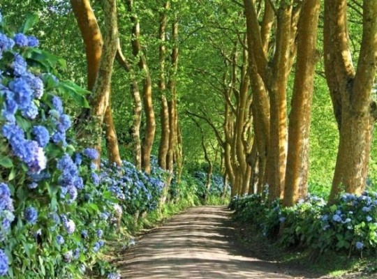 A varázslatos Azori-szigetek - csoportos körutazás magyar idegenvezetéssel 2026.07.25.-08.01. Csoportos utazások, Nyári csoportos utak, Csoportos felfedezőutak, Csoportos egzotikus utak, Különleges ajánlatok, Gasztrotúrák, Felfedezőutak, Dél-Európa, Portugália, Azori-szigetek