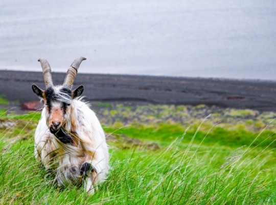 Izlandi csillagtúra a gejzírek és vulkánok szigetén, magyar idegenvezetéssel 2026.09.15-19. Csoportos utazások, Őszi csoportos utak, Csoportos felfedezőutak, Skandináv utak, Különleges ajánlatok, Utazások felnőtteknek, Felfedezőutak, Észak-Európa, Izland, , , , , , 