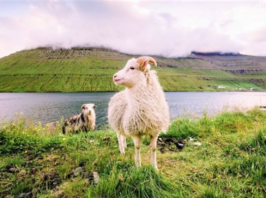 Csoportos utazás a Feröer szigetekre magyar idegenvezetéssel 2026.08.19-23. Csoportos utazások, Nyári csoportos utak, Csoportos felfedezőutak, Csoportos hosszú hétvégék, Skandináv utak, Különleges ajánlatok, Felfedezőutak, Észak-Európa, Dánia, Feröer szigetek, , , , , , 
