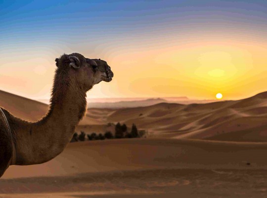 Marokkó, sivatagi körutazás a berberek földjén magyar idegenvezetéssel 2026.10.31-11.07. Csoportos utazások, Őszi csoportos utak, Csoportos felfedezőutak, Különleges ajánlatok, Gasztrotúrák, Nászutas ajánlatok, Utazások felnőtteknek, Felfedezőutak, Afrika, Marokkó