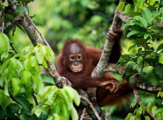 Szingapúr - Észak-Borneó - Kuala Lumpur csoportos szilveszteri utazás 2026.12.28.-2027.01.09. Csoportos utazások, Téli csoportos utak, Szilveszteri csoportos utak, Csoportos felfedezőutak, Csoportos egzotikus utak, Különleges ajánlatok, Felfedezőutak, Ázsia, Malajzia, Szingapúr