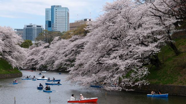 A japán tavasz ünnepe - csoportos nagykörút magyar idegenvezetéssel 2027.03.16-28.