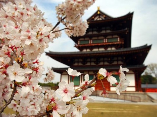 A japán tavasz ünnepe - csoportos nagykörút magyar idegenvezetéssel 2027.04.05-17. Csoportos utazások, Tavaszi csoportos utak, Csoportos felfedezőutak, Csoportos egzotikus utak, Különleges ajánlatok, Nászutas ajánlatok, Utazások felnőtteknek, Felfedezőutak, Ázsia, Japán