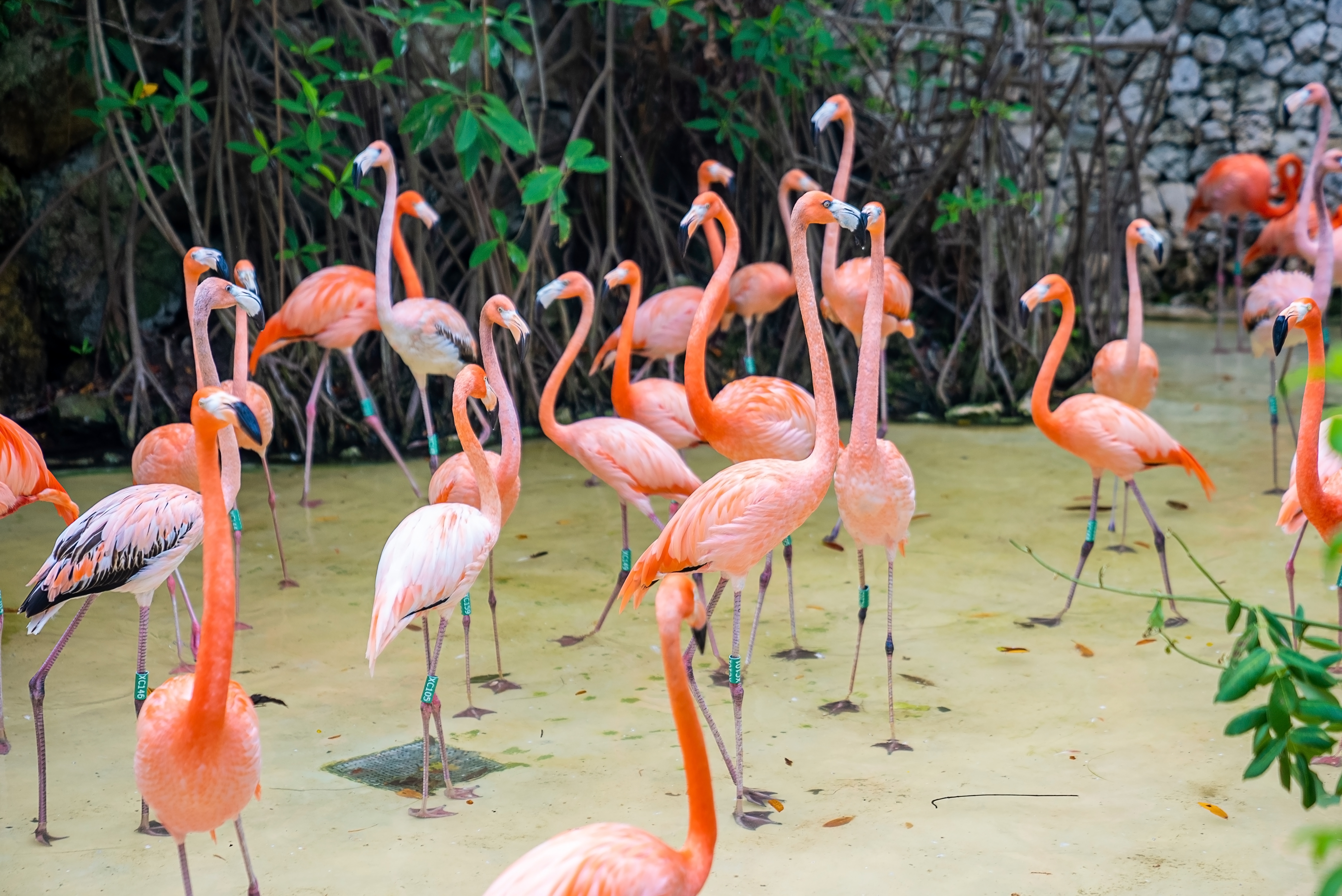 Flamingók az Xcaret ökoparkban