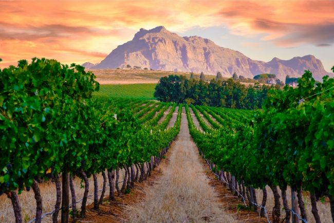 Stellenbosch borvidék