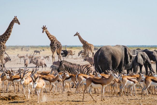 Etosha Nemzeti Park lakói