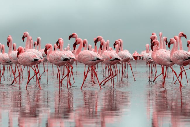 Walvis Bay flamingói