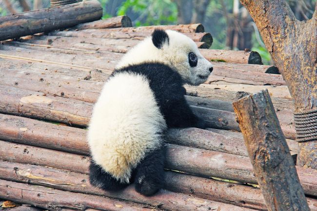 Panda Csengtuban