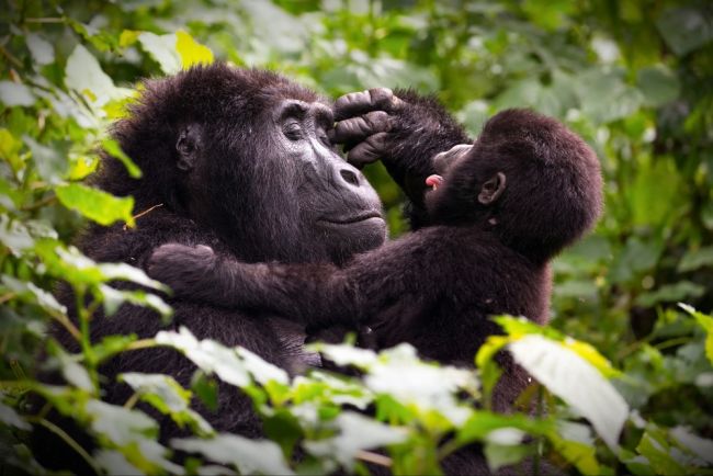 Betekintés a gorilla család mindennapjaiba