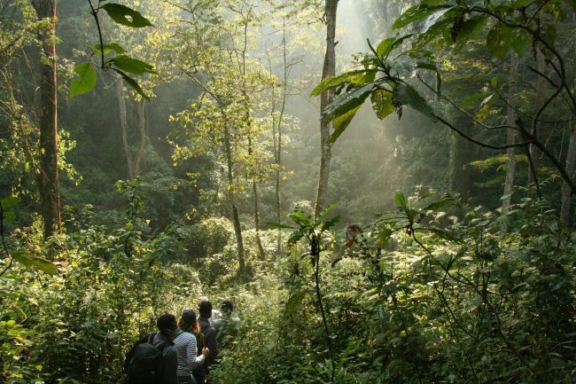 Utazók a gorillák nyomában