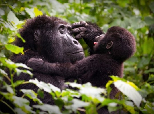 Uganda, Afrika gyöngyszeme: csimpánzok és hegyi gorillák nyomában – csoportos körutazás 2027.06.17-27. Csoportos utazások, Nyári csoportos utak, Csoportos felfedezőutak, Csoportos egzotikus utak, Különleges ajánlatok, Utazások felnőtteknek, Felfedezőutak, Afrika, Uganda