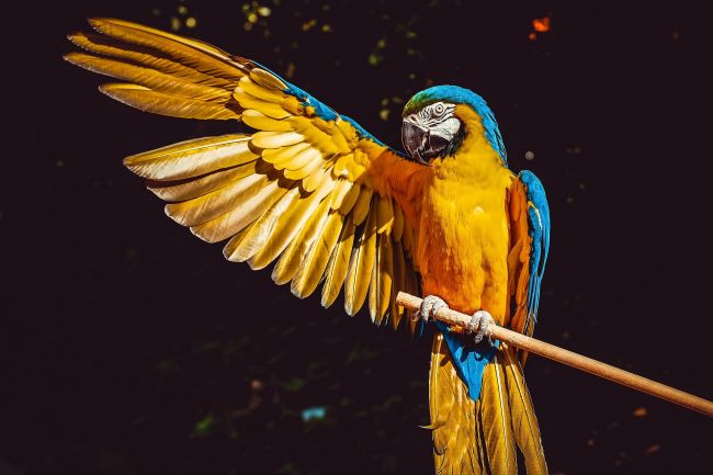 Loro park